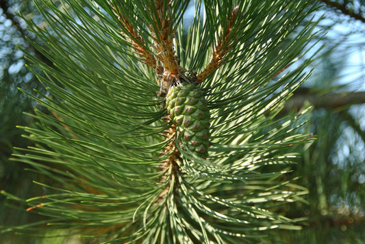 Austrian European Black Pine (Pinus nigra var. austriaca)