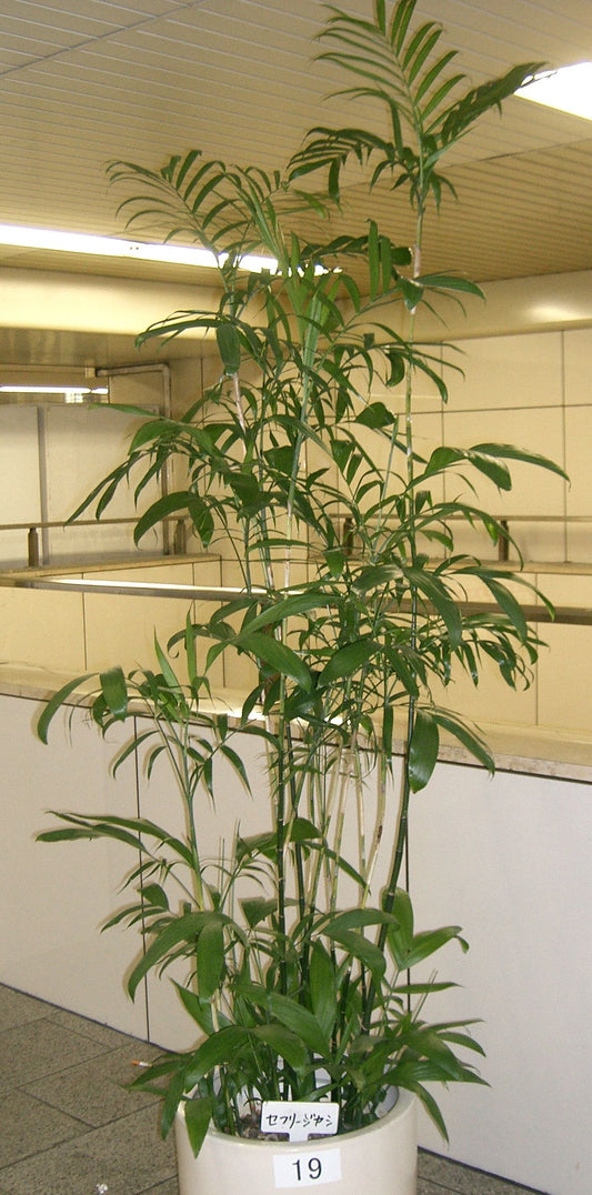 Bamboo Palm Reed Seifrizs Chamaedorea (Chamaedorea seifrizii)