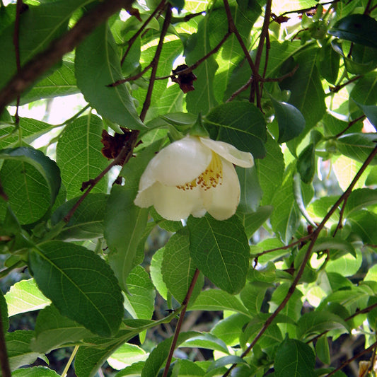 Sawtooth Stewartia (Stewartia serrata var. Pendula)