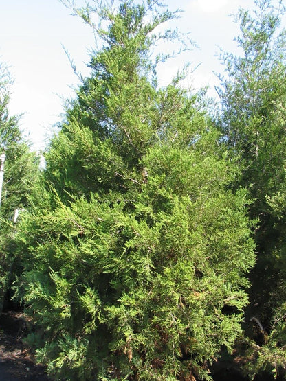 Southern Cedar (Juniperus virginiana var. silicicola)