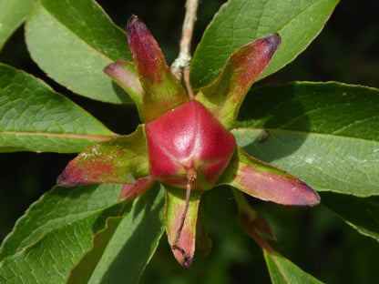 Sawtooth Stewartia (Stewartia serrata var. Pendula)