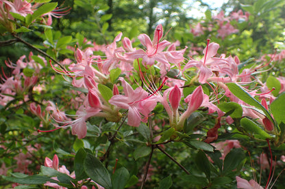 Smooth Azalea Azalea (Rhododendron arborescens)