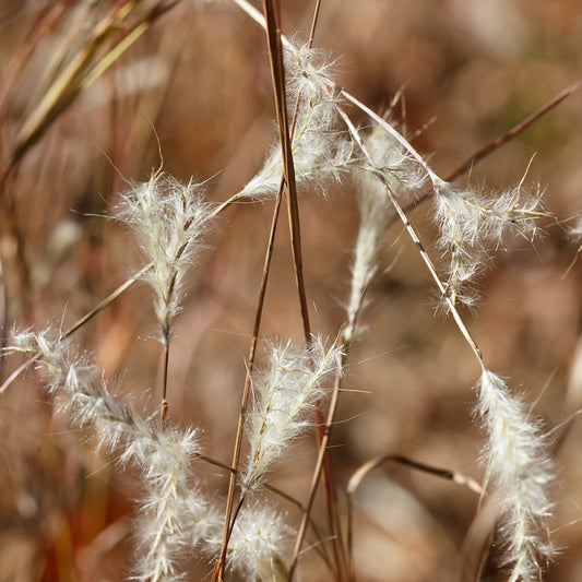 Paintbrush Bluestem Silver Split Splitbeard Bluestem (Andropogon ternarius)