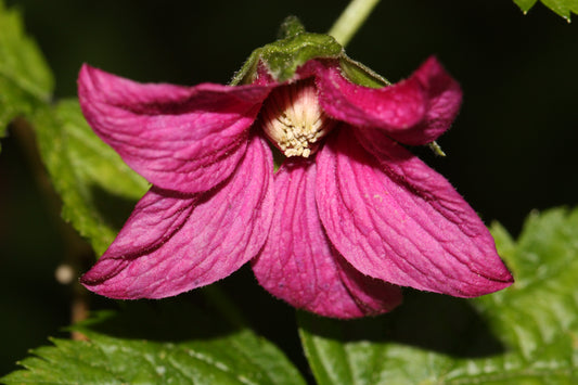 Salmon Berry Salmonberry (Rubus spectabilis)