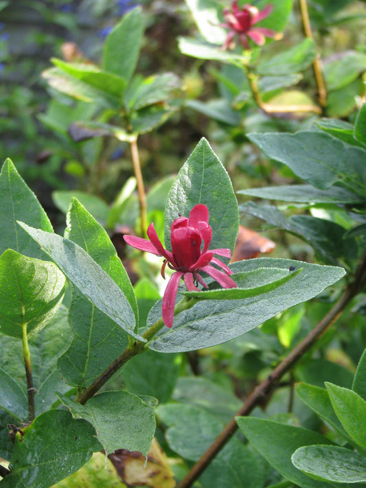 Western Sweetshrub (Calycanthus occidentalis)