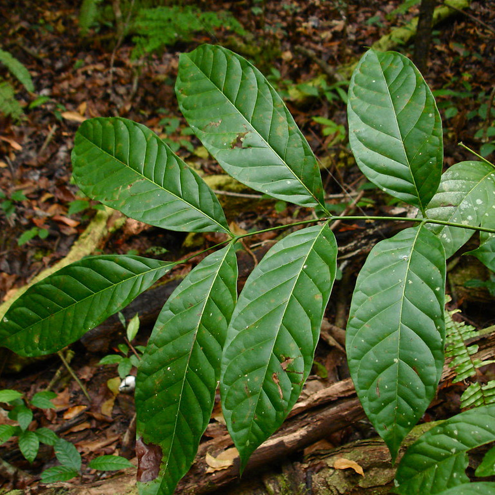 Big Leaf Mahogany Honduras Mahogany (Swietenia macrophylla)