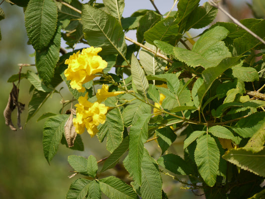 Yellow Trumpetbush Yellowbells (Tecoma stans)