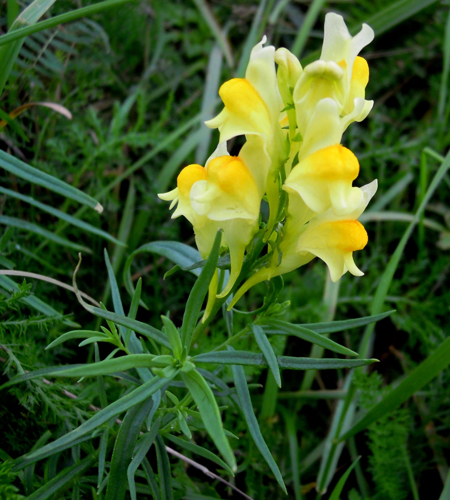 Butter And Eggs Toadflax Toadflax (Linaria vulgaris)