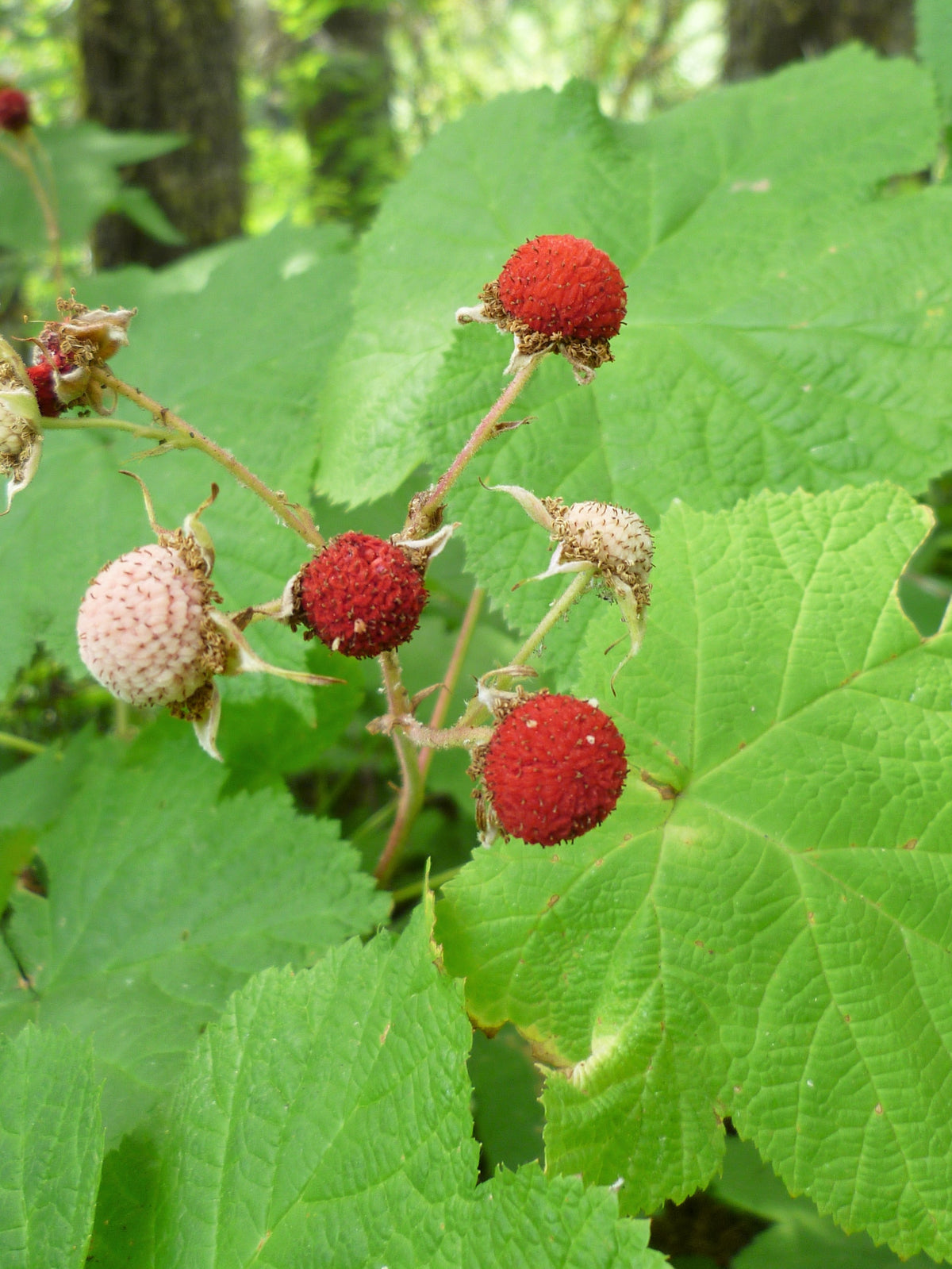 Thimbleberry Roots Thimbleberry (Rubus parviflorus) – Sejahtera Seeds and Bulbs