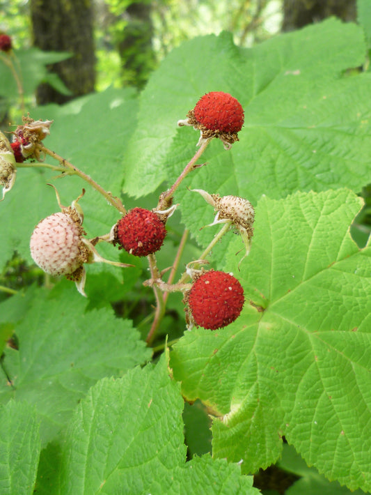 Thimbleberry (Rubus parviflorus)