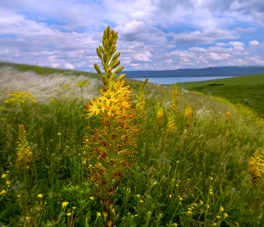 Foxtail Lily (Eremurus spectabilis)