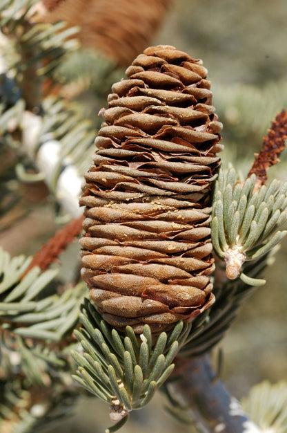 Concolor White Fir (Abies concolor ssp. concolor AZ, Kaibab)