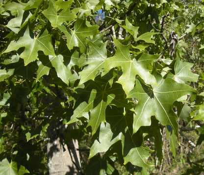 Broad-leaved Bottle Tree (Brachychiton australis)