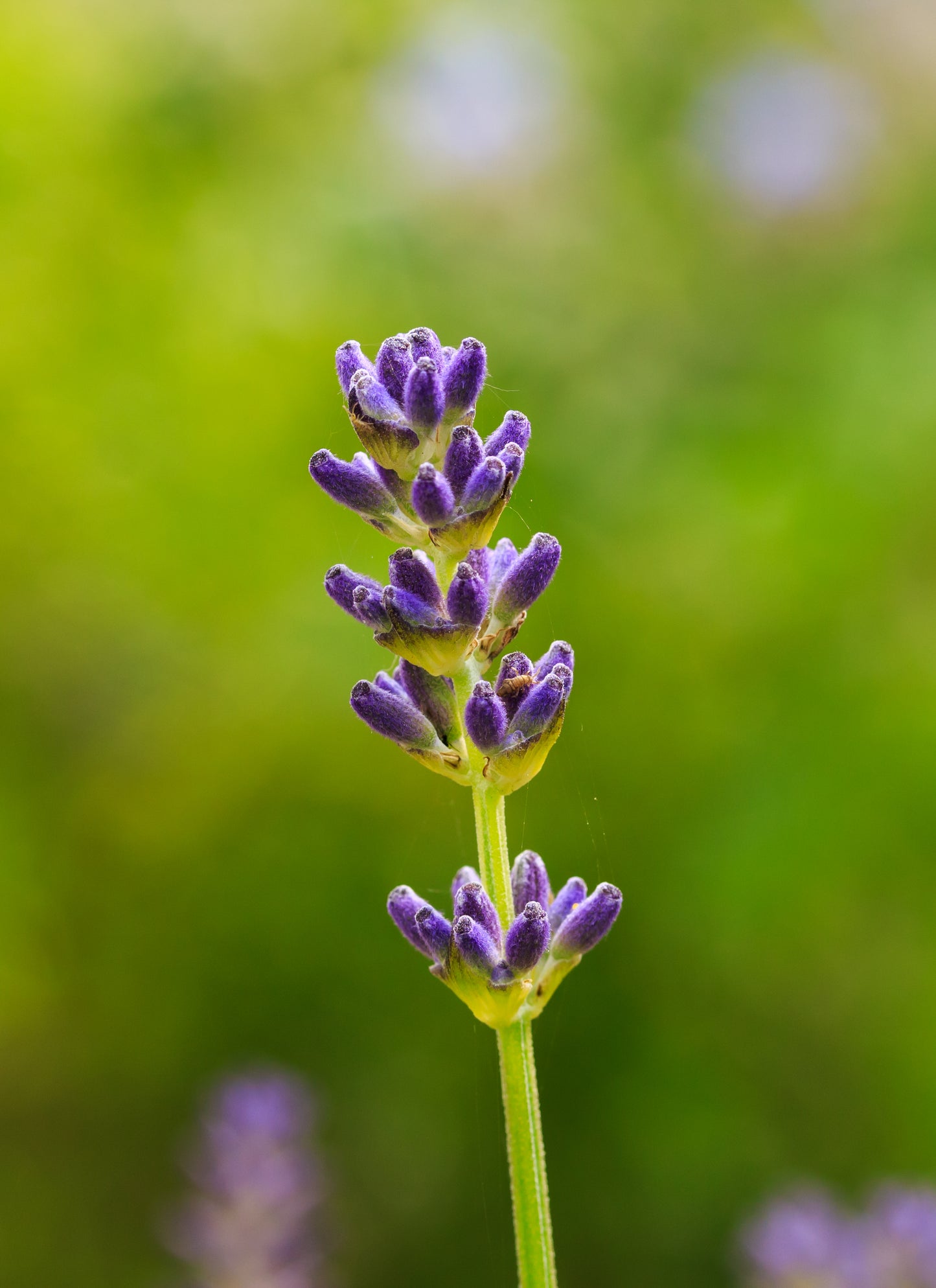 Broadleaved Lavender Spike Lavendar (Lavandula latifolia)