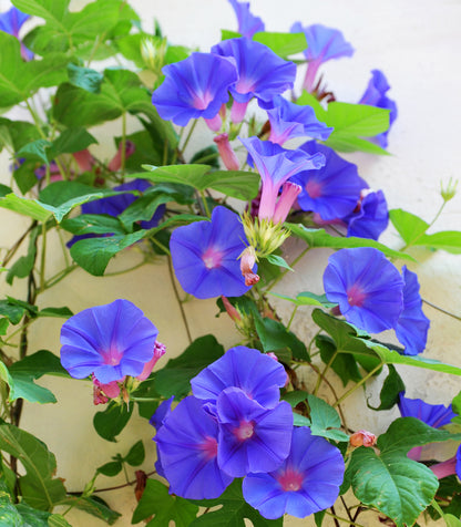 Grannyvine Heavenly Blue Morning Glory (Ipomoea tricolor 'Heavenly Blue')