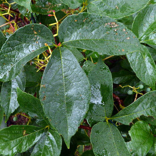 Himalayan Woodbine (Parthenocissus semicordata)