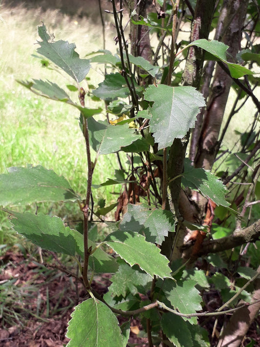 Tian-shan Birch Tianan Birch (Betula tianschanica)