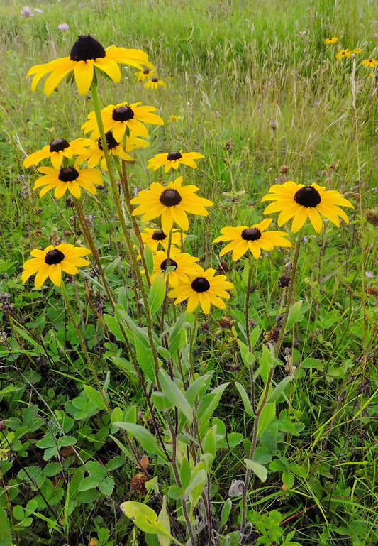 Clasping Coneflower (Rudbeckia amplexicaulis)