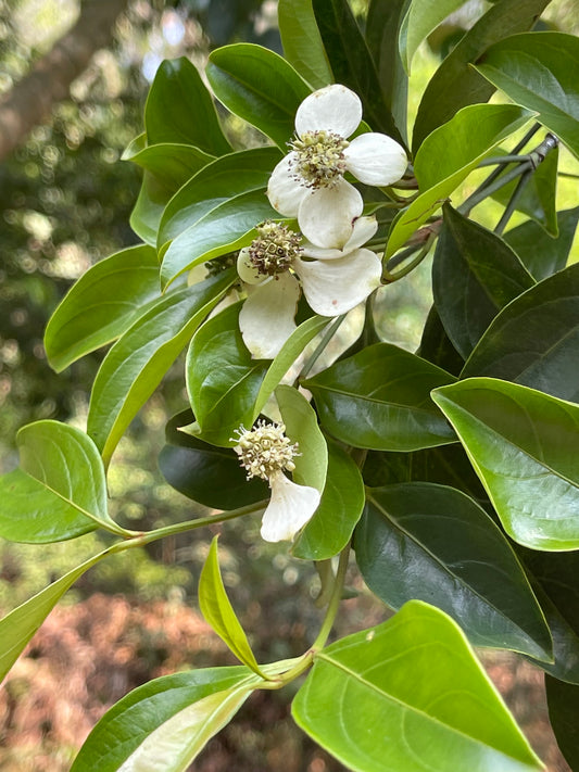 Hong Kong Dogwood (Cornus hongkongensis)