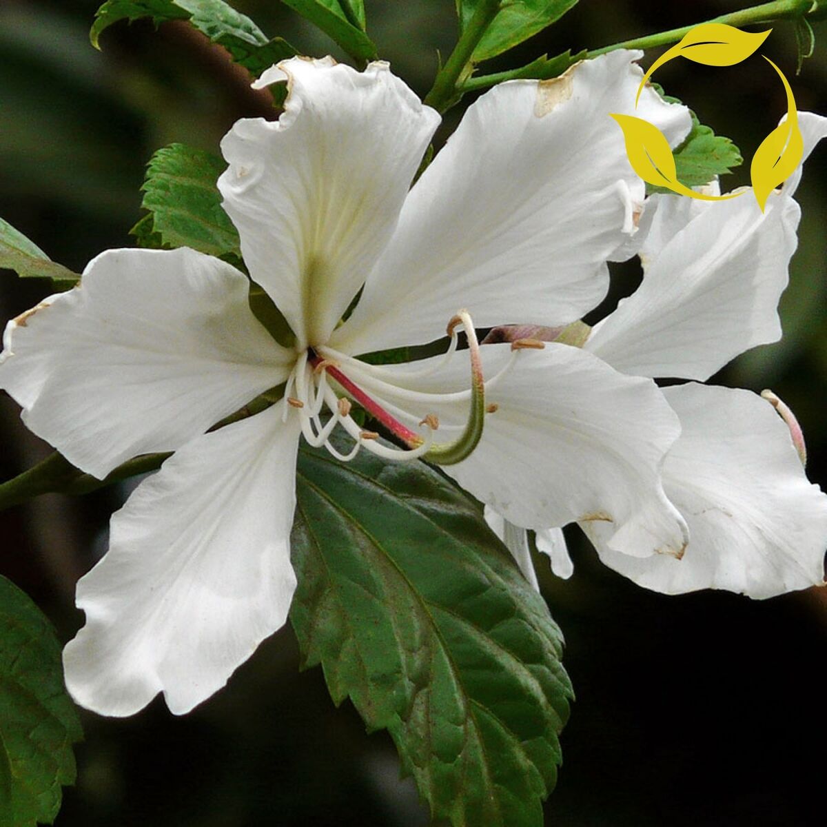 White Butterfly Tree, Hawaiian Orchid (Bauhinia purpurea var. Alba)