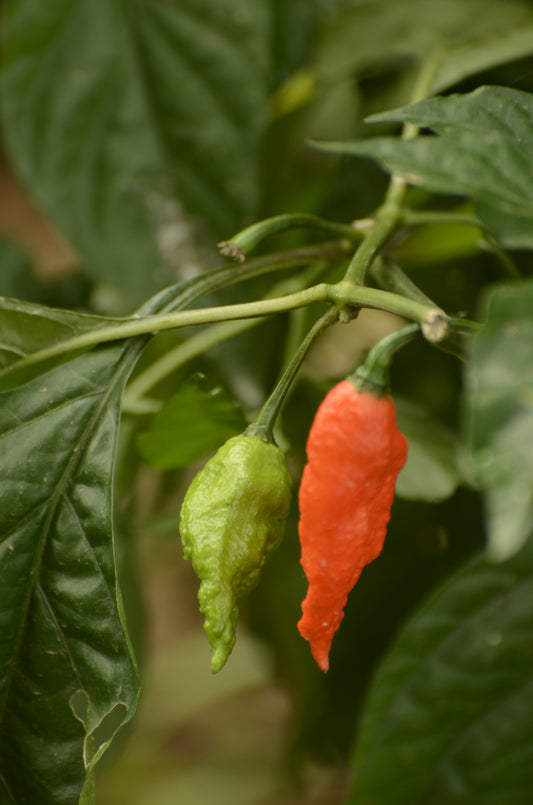 Aji Bhut Jolokia Ghost Pepper (Capsicum chinense 'Bhut jolokia')