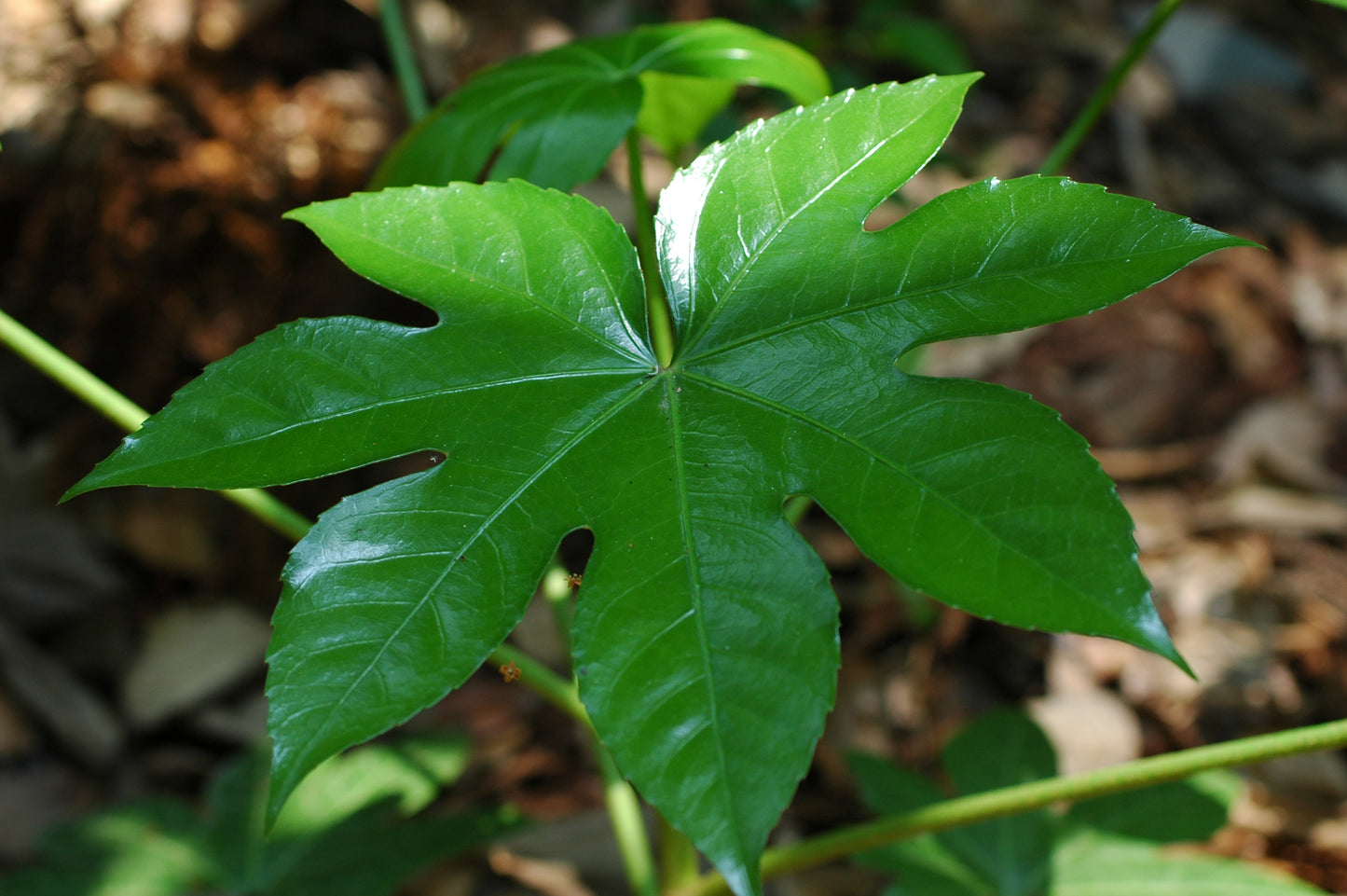 Japanese Aralia Fatsia Paperplant (Fatsia japonica)