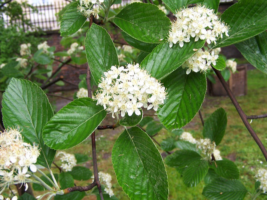 Chess-apple Whitebeam Ash (Sorbus aria)