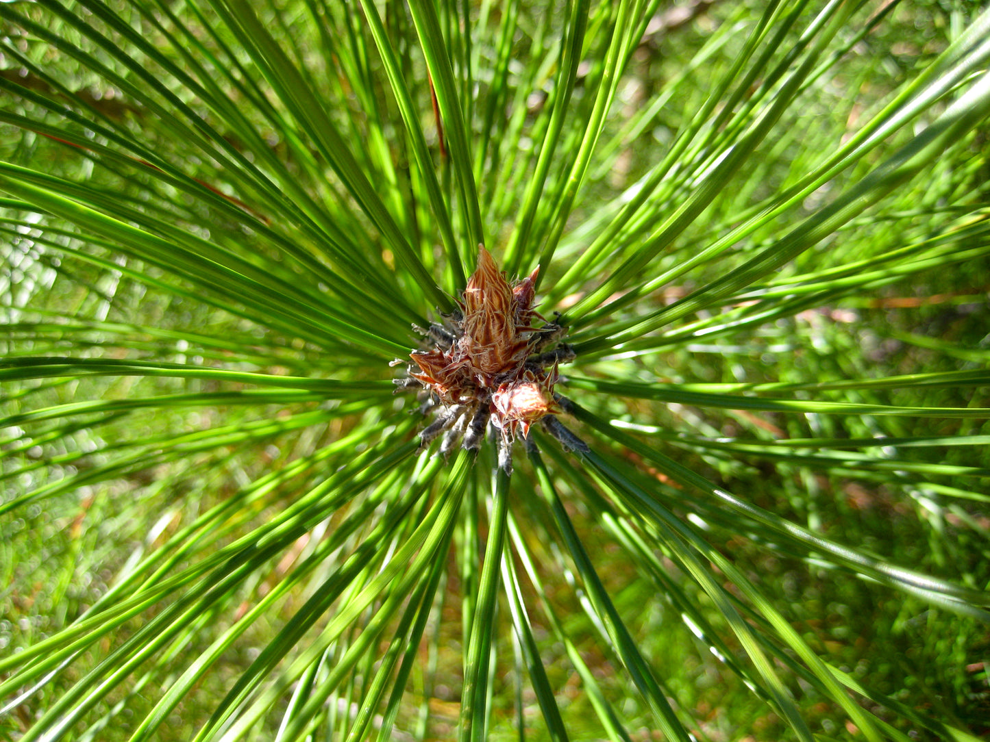 Sikang Pine (Pinus densata)