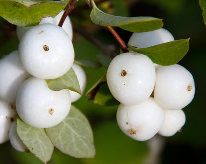 White-berried Beautyberry (Callicarpa japonica 'Leucocarpa')