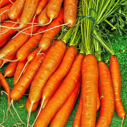 Tendersweet Carrot (Daucus carota ssp. sativus var. Tendersweet)