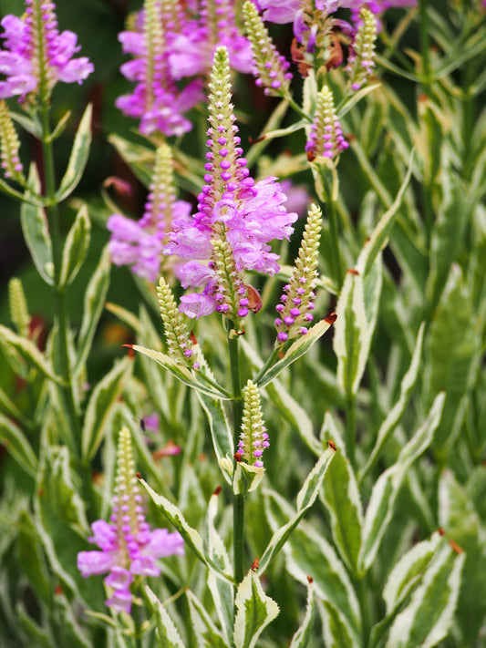 Obedient Plant (Physostegia virginiana)