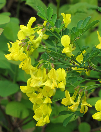 Scorpion Senna (Hippocrepis emerus)