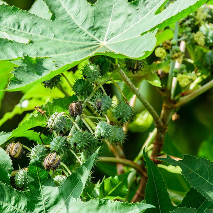 Castor Bean (Ricinus communis)