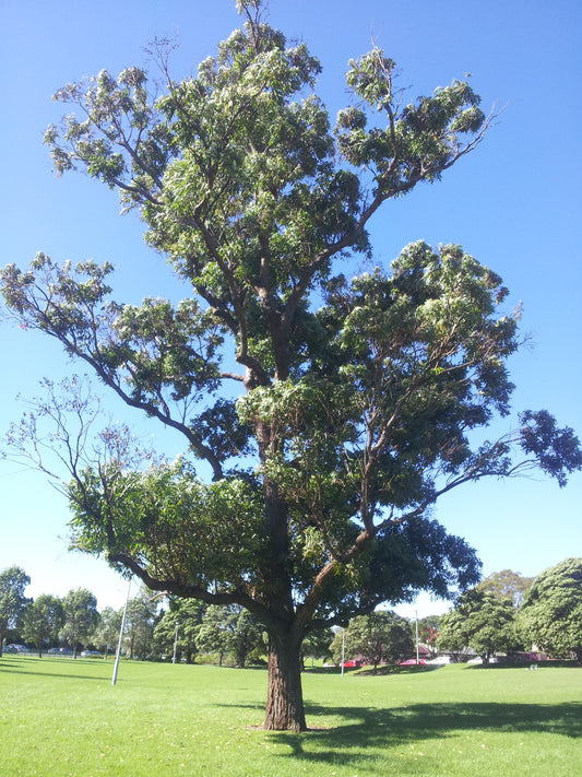 Swamp Mahogany Swampmahogany (Eucalyptus robusta)