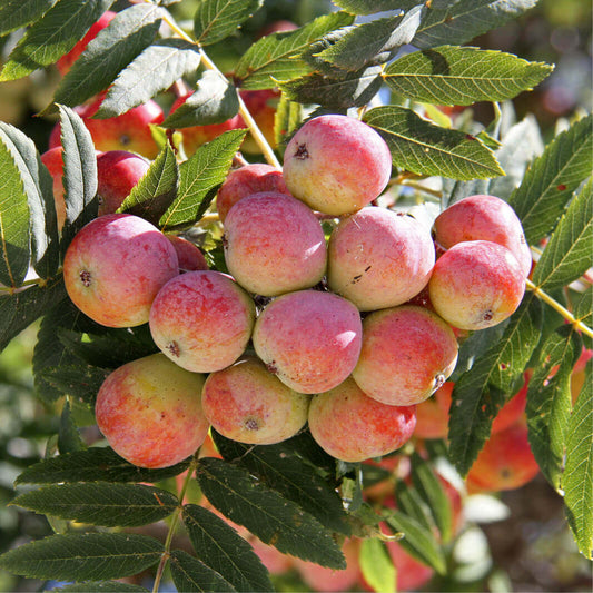 Service Tree (Sorbus domestica)