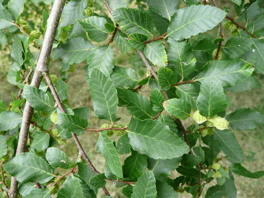 Patagonian Robl Beech Roble Beech (Nothofagus obliqua)