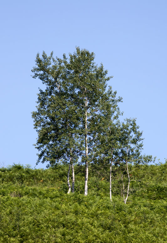 European Aspen (Populus tremula)