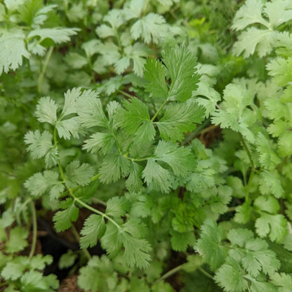 Chinese Parsley Cilantro Coriander Mexican Parsley (Coriandrum sativum)