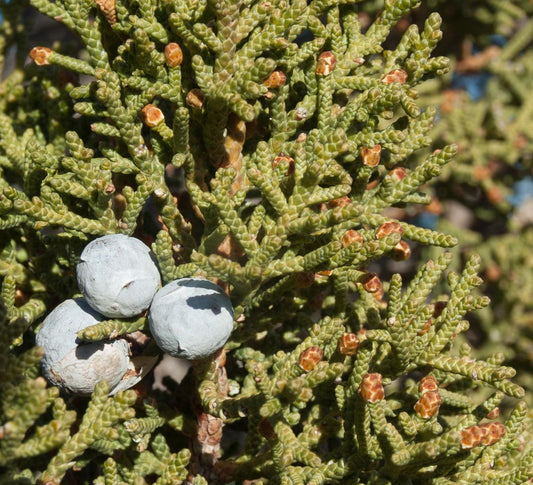 Utah Juniper (Juniperus osteosperma)