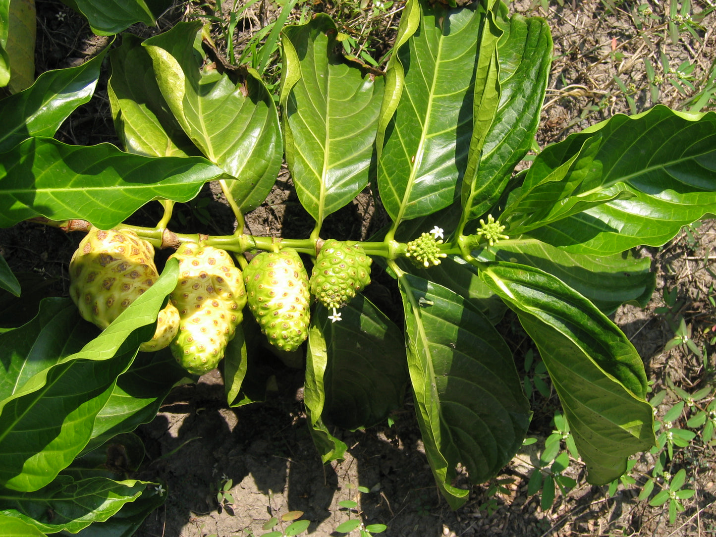 Indian Mulberry Noni (Morinda citrifolia)