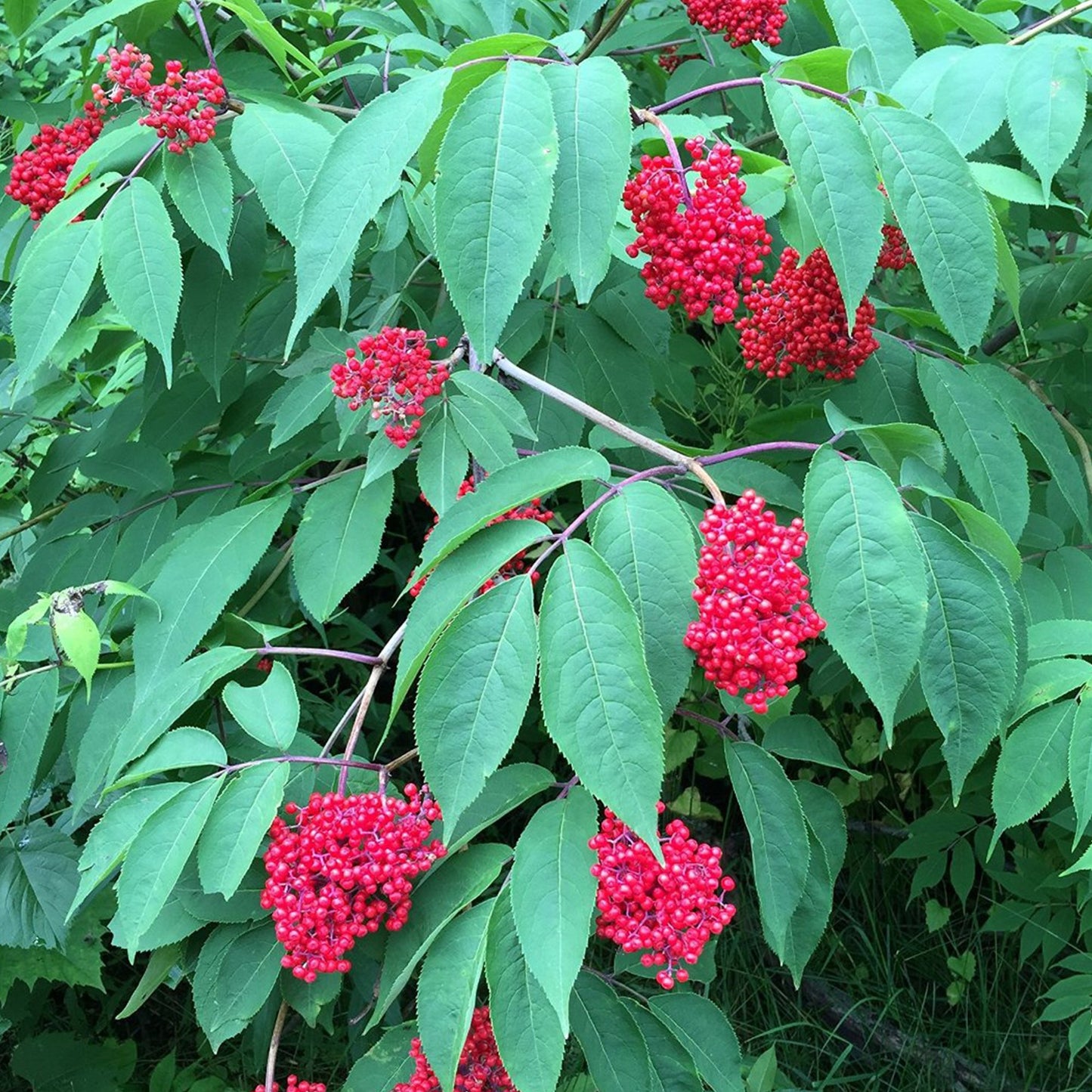 European Red Elderberry (Sambucus racemosa)