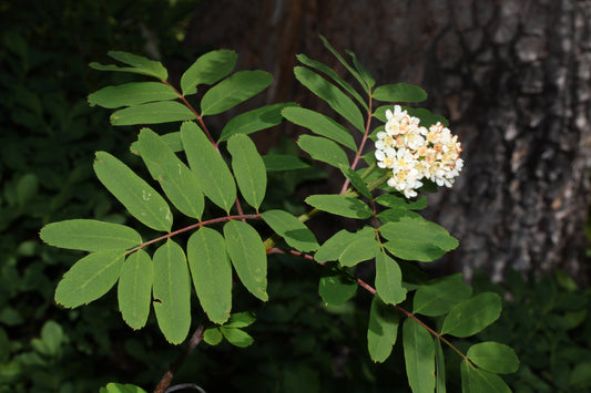 Western Ash (Sorbus sitchensis)