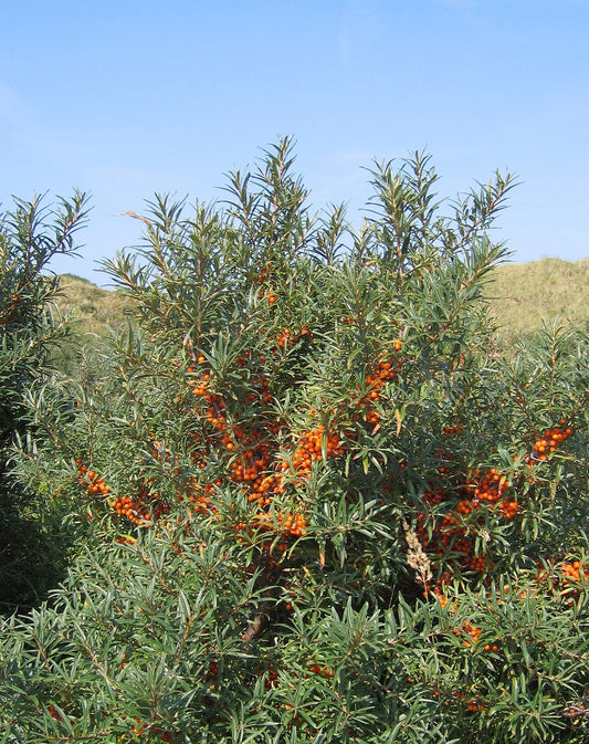 Sea Buckthorn, Seaberry (Hippophae rhamnoides)