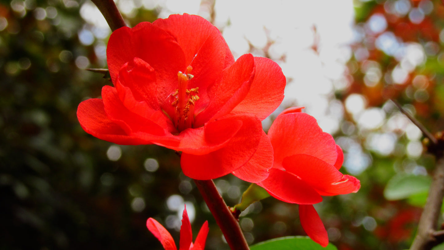 Dwarf Flowering Quince Japanese Maules Quince (Chaenomeles japonica)