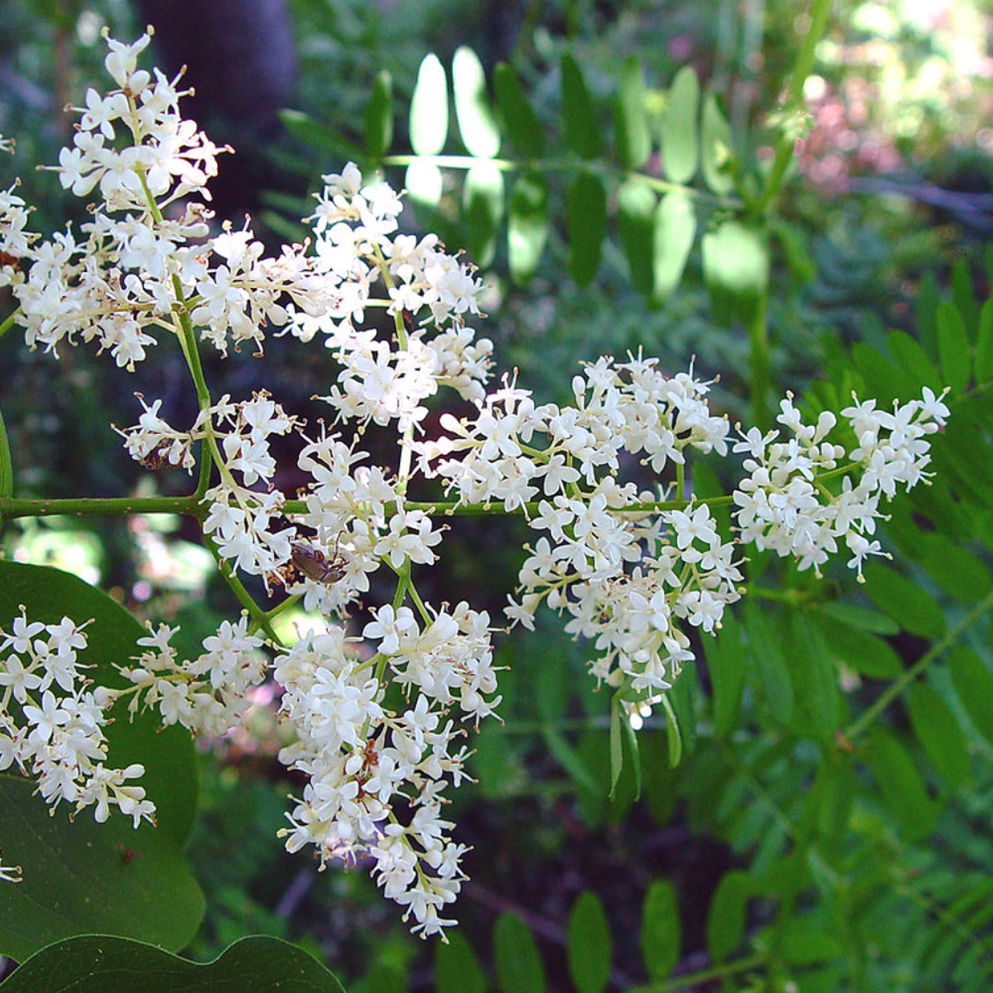 Amur Lilac Amur Tree Lilac (Syringa reticulata ssp. Amurensis)