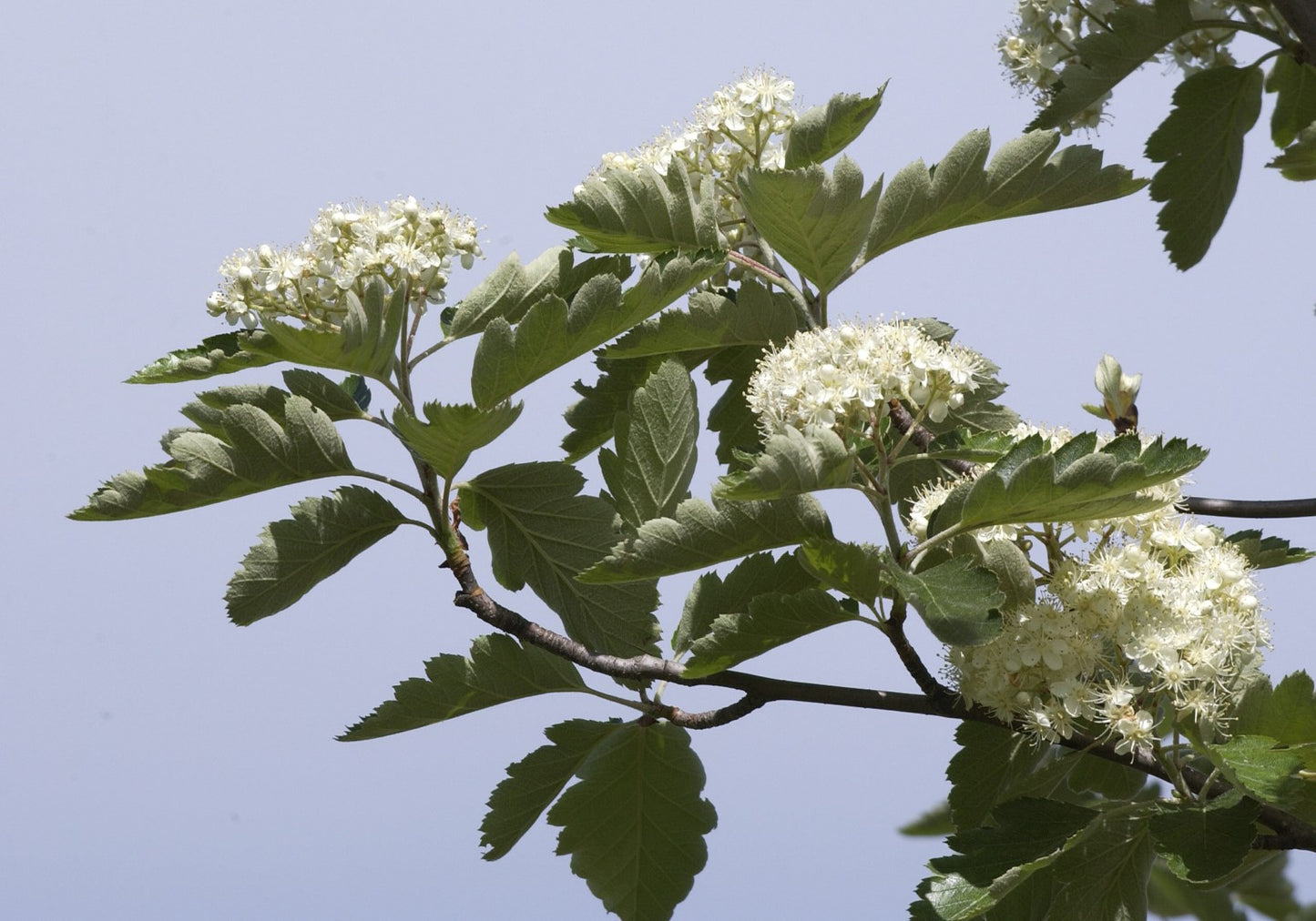 Swedish Ash (Sorbus intermedia)