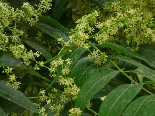 Chinese Soapberry Wash-nut Tree (Sapindus mukorossi)
