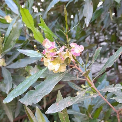 Florida Hopbush Hopsbush Native Hops (Dodonaea viscosa)