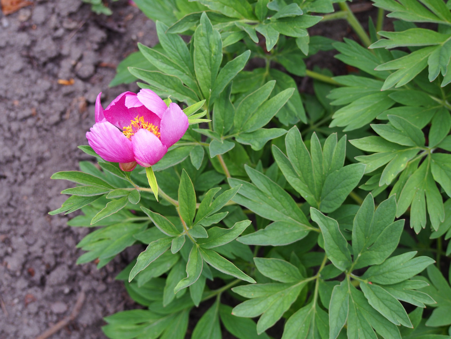 Russian Fernleaf Peony (Paeonia anomala)
