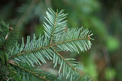 European Silver Tree Common European Silver Fir (Abies alba) – Sejahtera Seeds and Bulbs